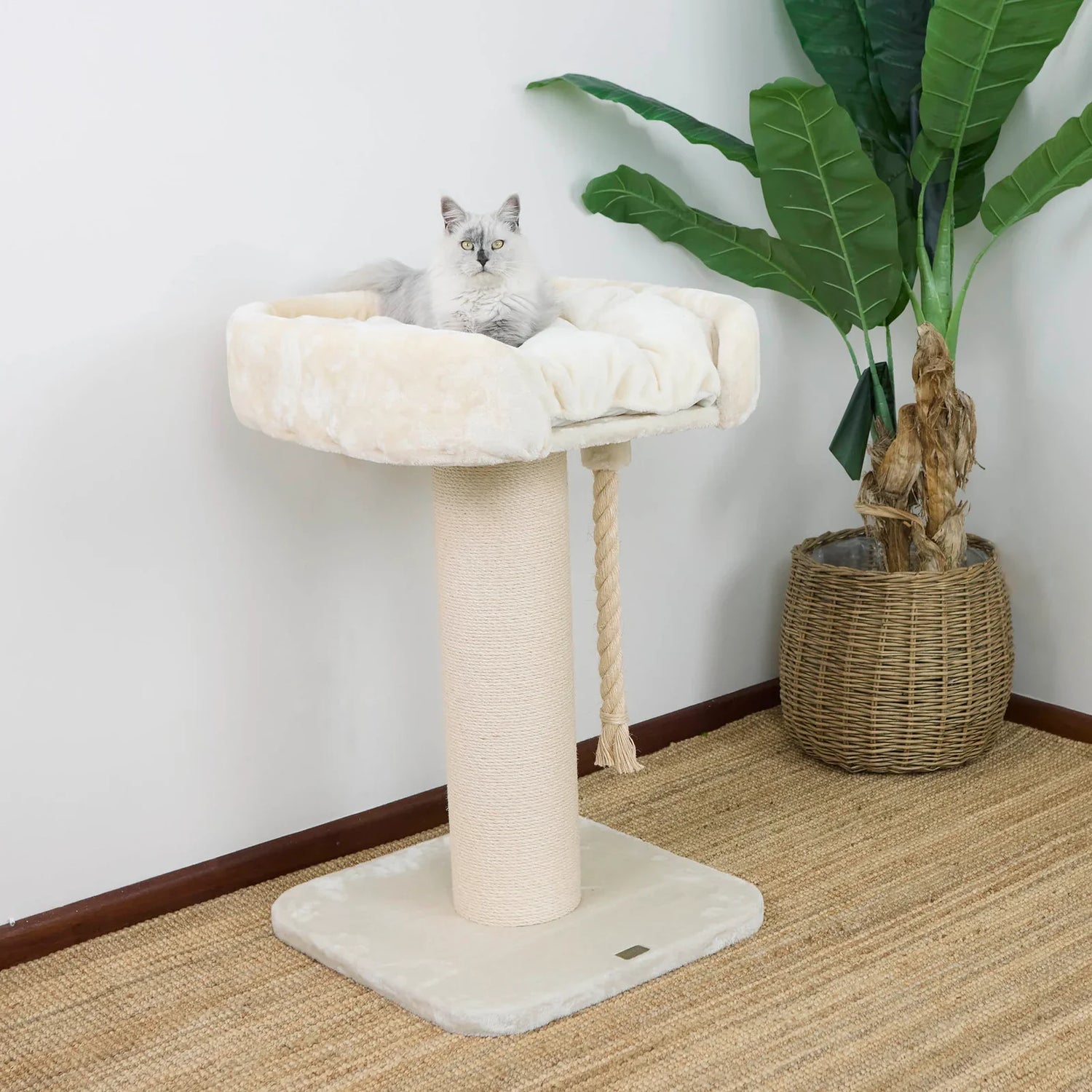 Scratching Posts