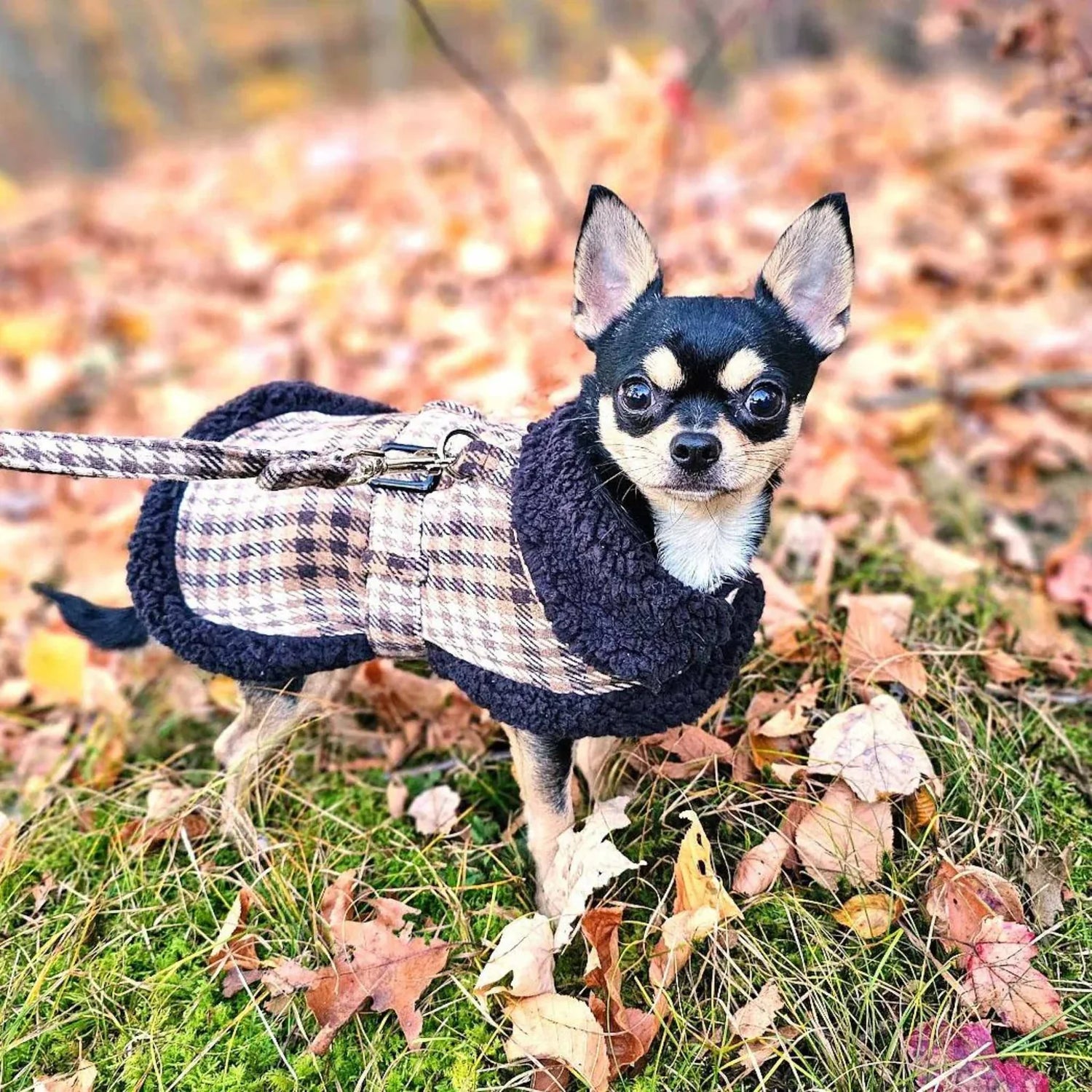 Pet Apparel